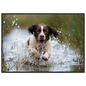 Springer spaniel running through shallow water, print in a black frame