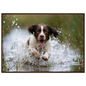 Springer spaniel running through shallow water, print in a dark wood frame