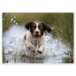 Springer spaniel running through shallow water, print in a white frame