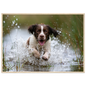 Springer spaniel running through shallow water, print in a natural wood frame