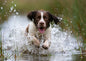 A liver and white springer spaniel coming straight through shallow reed-fringed water, spray thrown wide from both front paws