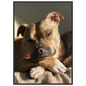 Staffordshire bull terrier at rest, print in a black frame