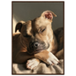 Staffordshire bull terrier at rest, print in a dark wood frame