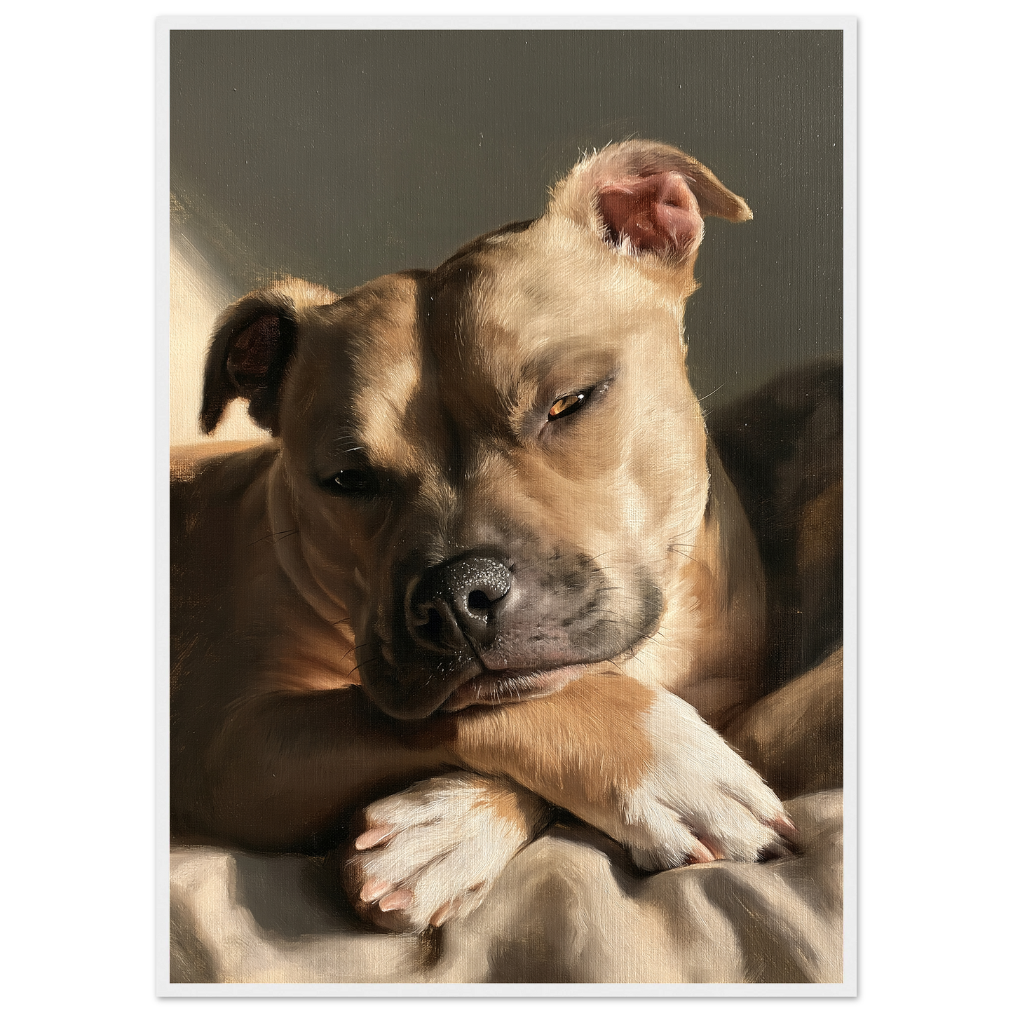 Staffordshire bull terrier at rest, print in a white frame
