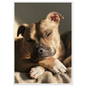 Staffordshire bull terrier at rest, print in a white frame
