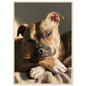 Staffordshire bull terrier at rest, print in a natural wood frame