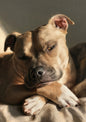 A Staffordshire bull terrier lying with its head resting on crossed front paws, tan and white against a soft blanket in warm low light