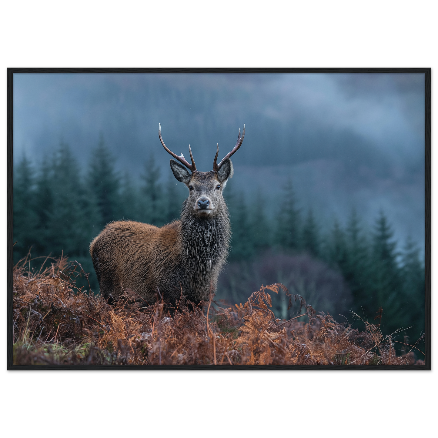 Red deer stag at a misty Highland forest edge, print in a black frame