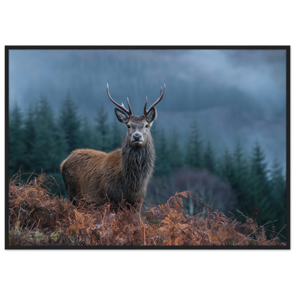 Red deer stag at a misty Highland forest edge, print in a black frame