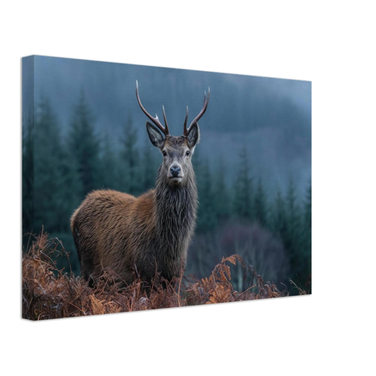 Stag at the forest edge, canvas seen from an angle with the image continuing around the wrapped edge
