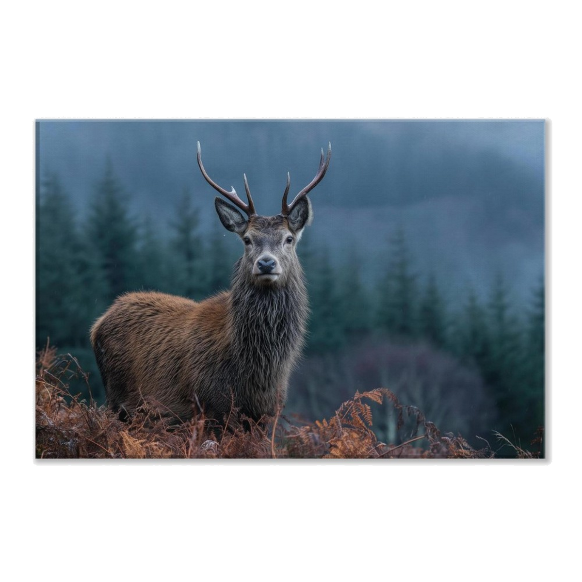 A red deer stag in rust-orange bracken at the edge of a misted Highland spruce plantation, printed on stretched canvas