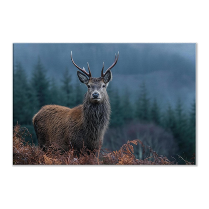A red deer stag in rust-orange bracken at the edge of a misted Highland spruce plantation, printed on stretched canvas