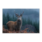 A red deer stag in rust-orange bracken at the edge of a misted Highland spruce plantation, printed on stretched canvas