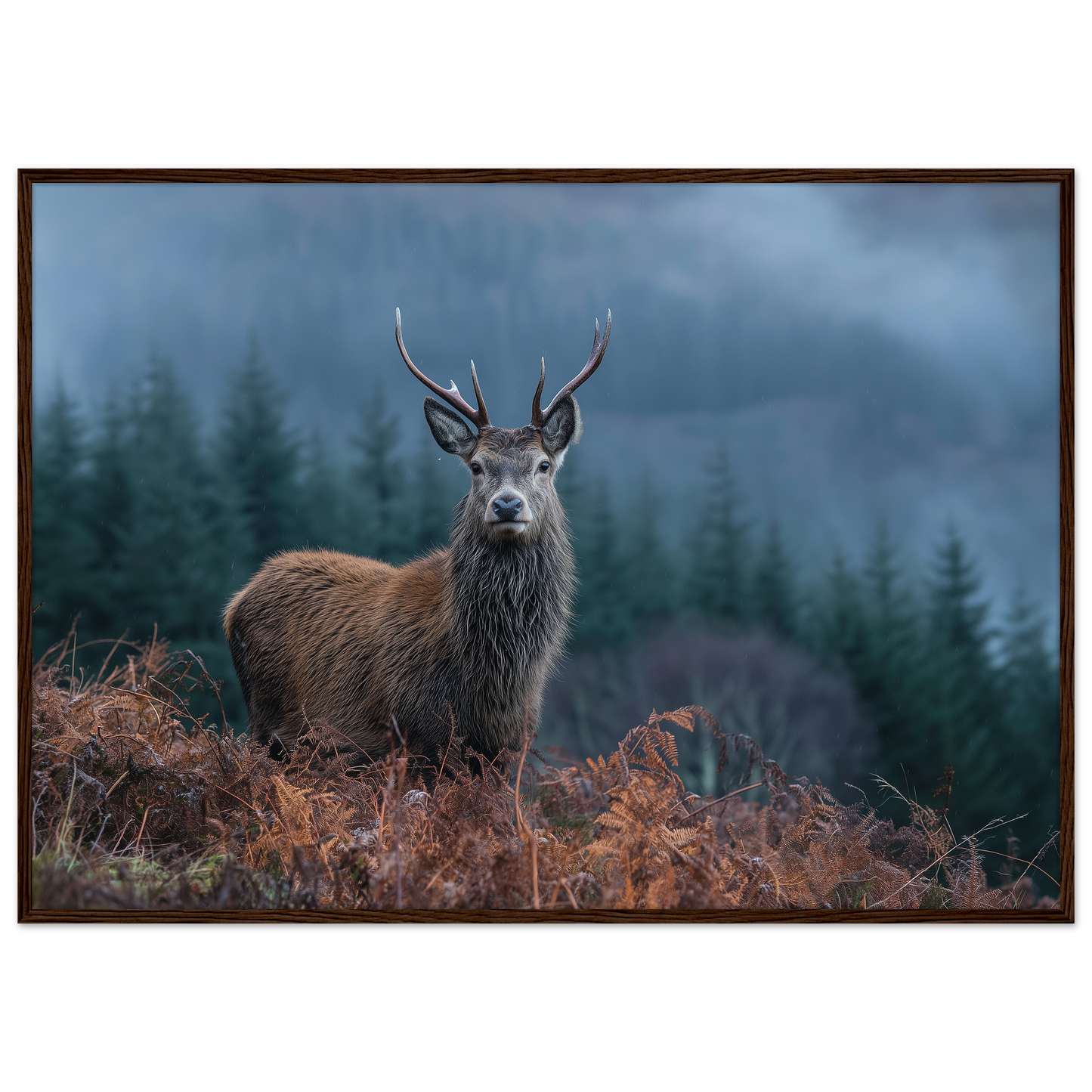 Red deer stag at a misty Highland forest edge, print in a dark brown wood frame