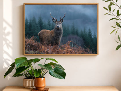 Red deer stag at a misty Highland forest edge, framed in light wood above a console table with houseplants