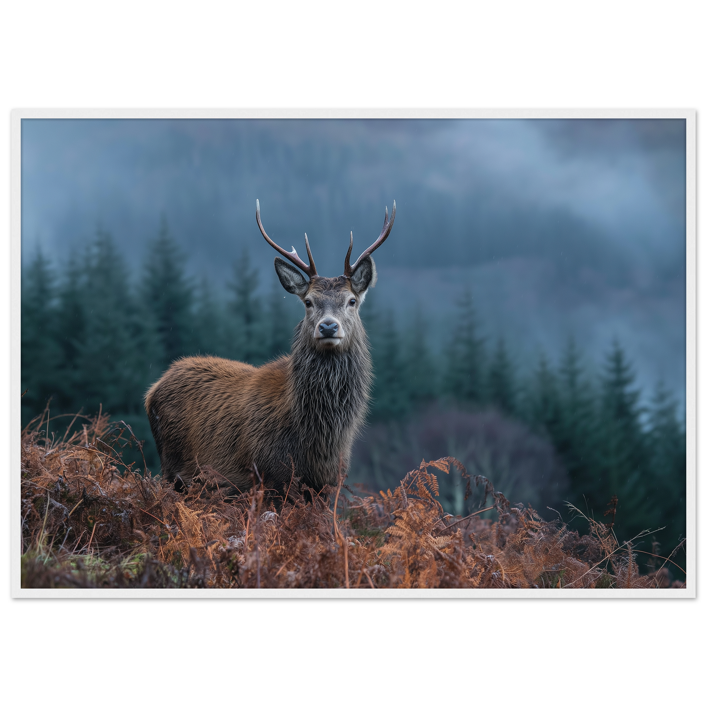 Red deer stag at a misty Highland forest edge, print in a white frame