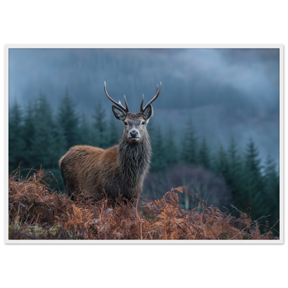 Red deer stag at a misty Highland forest edge, print in a white frame