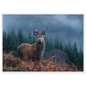 Red deer stag at a misty Highland forest edge, print in a white frame