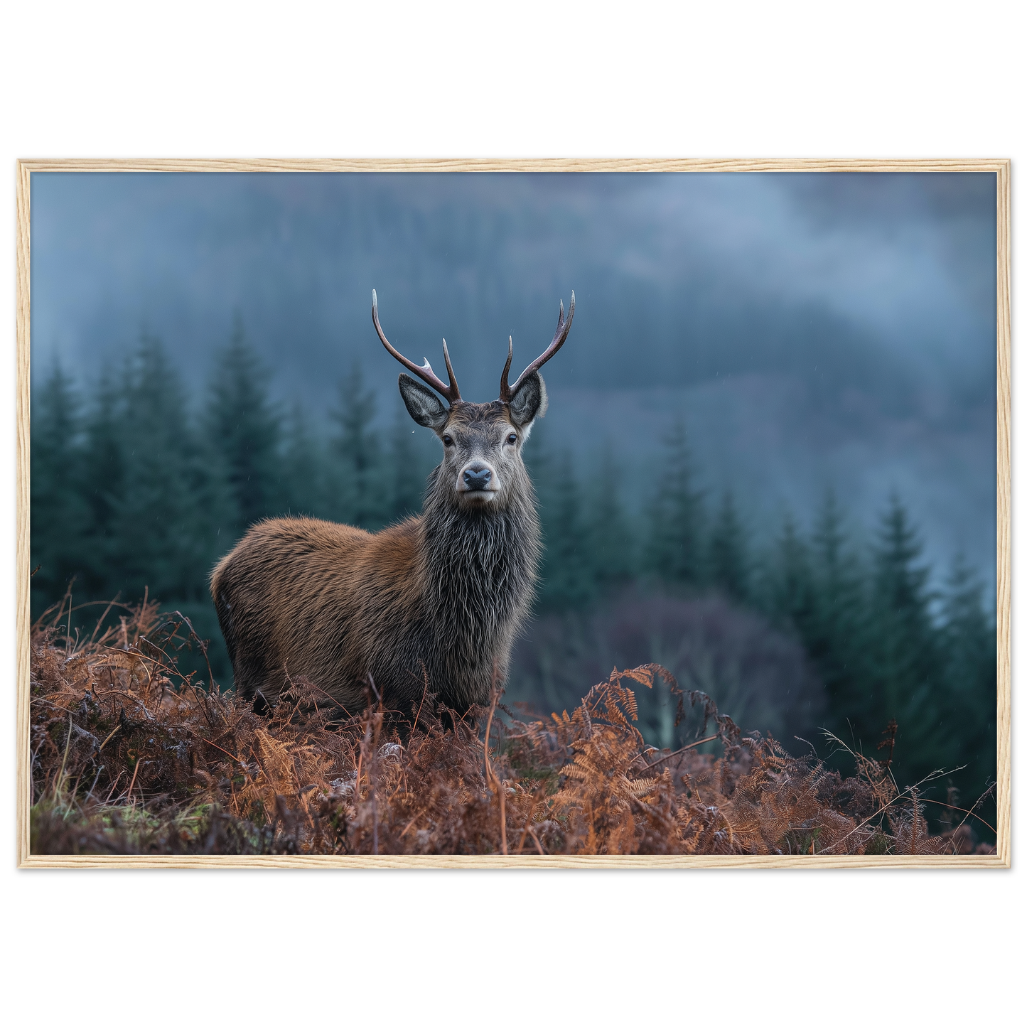 Red deer stag at a misty Highland forest edge, print in a natural light wood frame