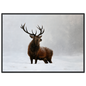 A red deer stag standing in heavy falling snow, print in a black frame