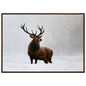 A red deer stag standing in heavy falling snow, print in a dark wood frame