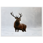 A red deer stag standing in heavy falling snow, print in a white frame