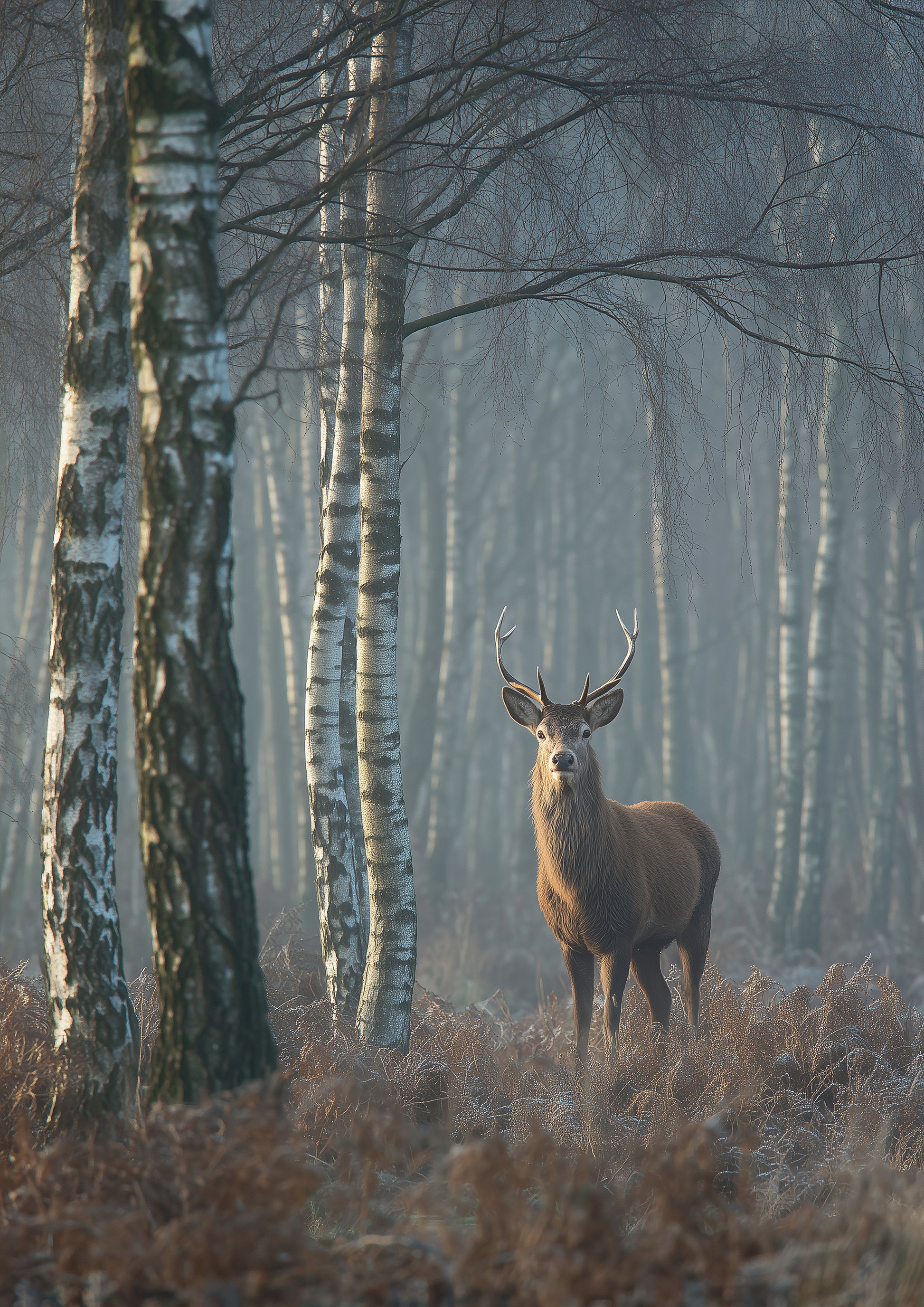 Red deer stag standing among tall bare birch trunks in autumn mist, copper bracken underfoot and pale grey haze in the depth of the wood