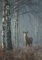 Red deer stag standing among tall bare birch trunks in autumn mist, copper bracken underfoot and pale grey haze in the depth of the wood