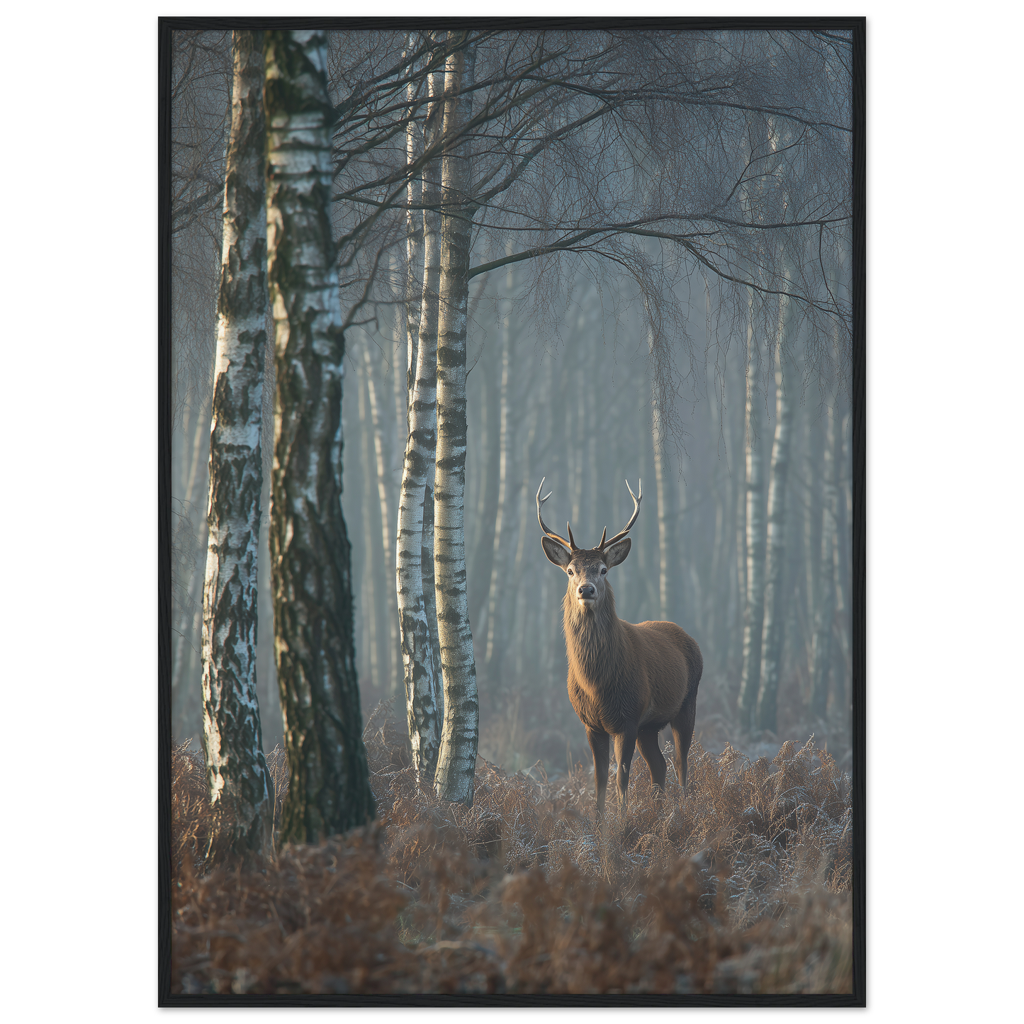 Red deer stag in a misty birch wood, print in a black frame