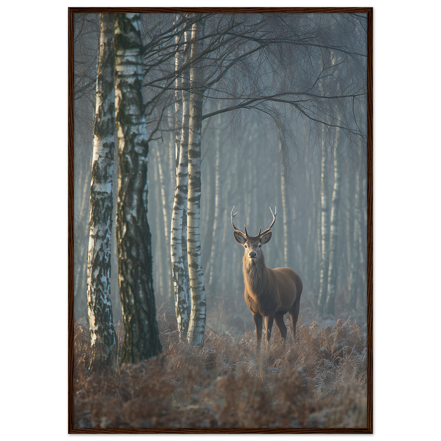 Red deer stag in a misty birch wood, print in a dark brown wood frame