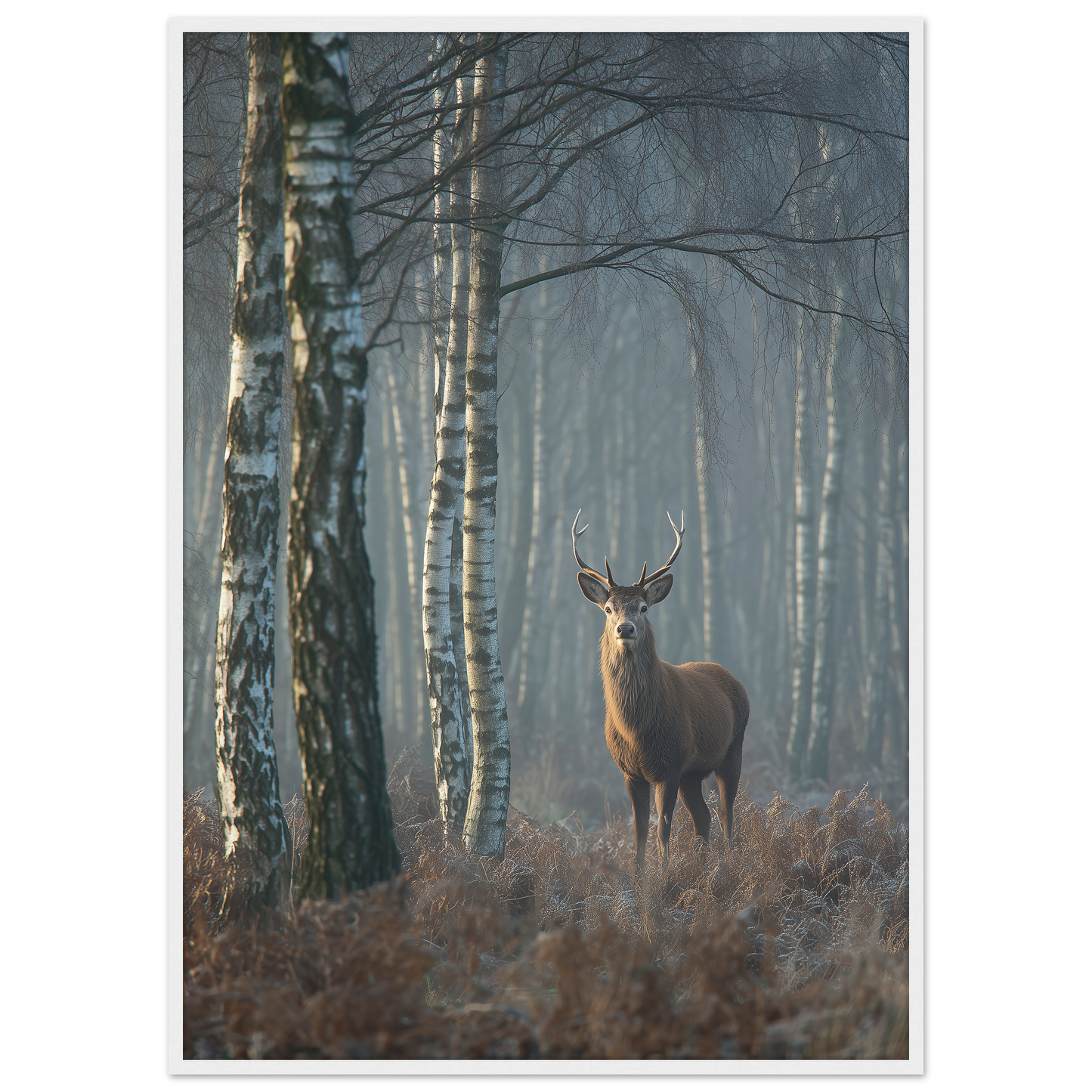 Red deer stag in a misty birch wood, print in a white frame