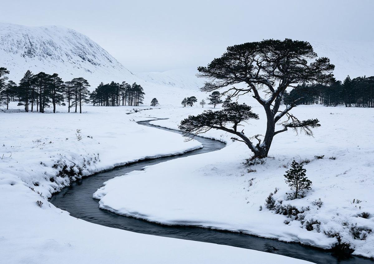 A snow-filled Highland glen with a dark frozen burn winding past a lone Scots pine