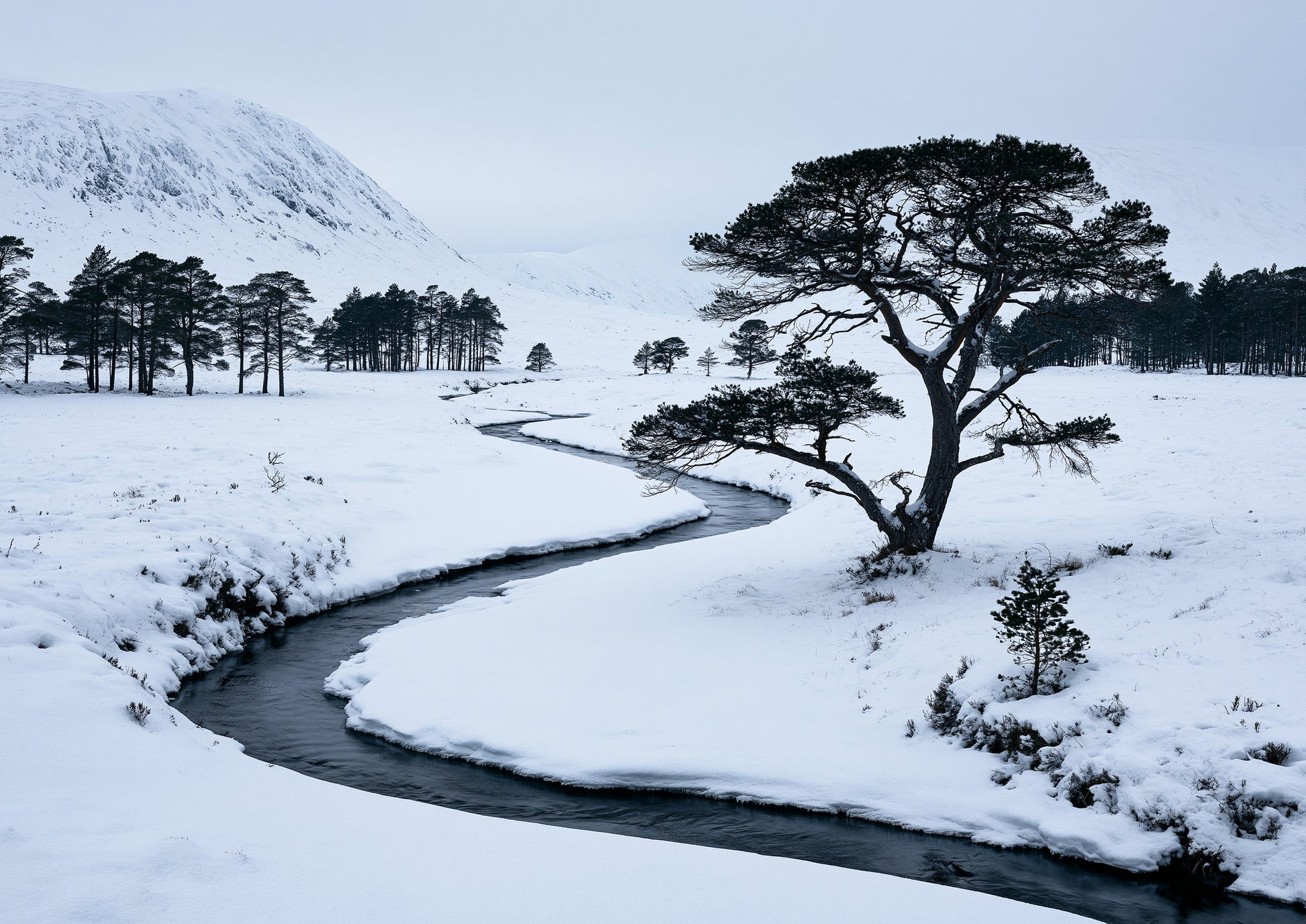 A snow-filled Highland glen with a dark frozen burn winding past a lone Scots pine