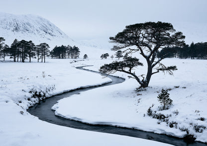 A snow-filled Highland glen with a dark frozen burn winding past a lone Scots pine