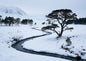 A snow-filled Highland glen with a dark frozen burn winding past a lone Scots pine
