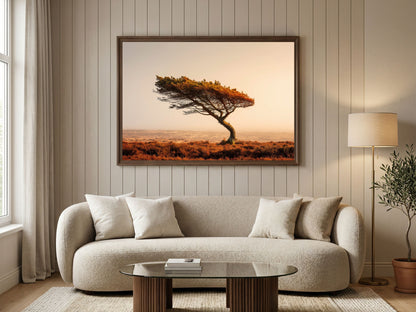 Wind-bent lone pine on golden moorland, in a dark frame above a boucle sofa
