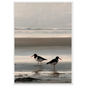 Two oystercatchers at low water coastal print in a white frame