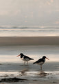 Two oystercatchers on wet sand at low water, painted in loose oils with soft evening light on the shore