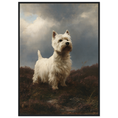 Westie on wet heather, print in a black frame
