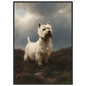 Westie on wet heather, print in a black frame