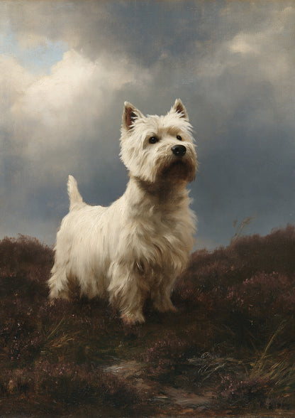 A West Highland white terrier standing alert on dark wet heather beneath a heavy grey sky