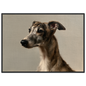 A brindle whippet oil portrait, print in a black frame