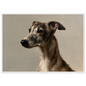 A brindle whippet oil portrait, print in a white frame