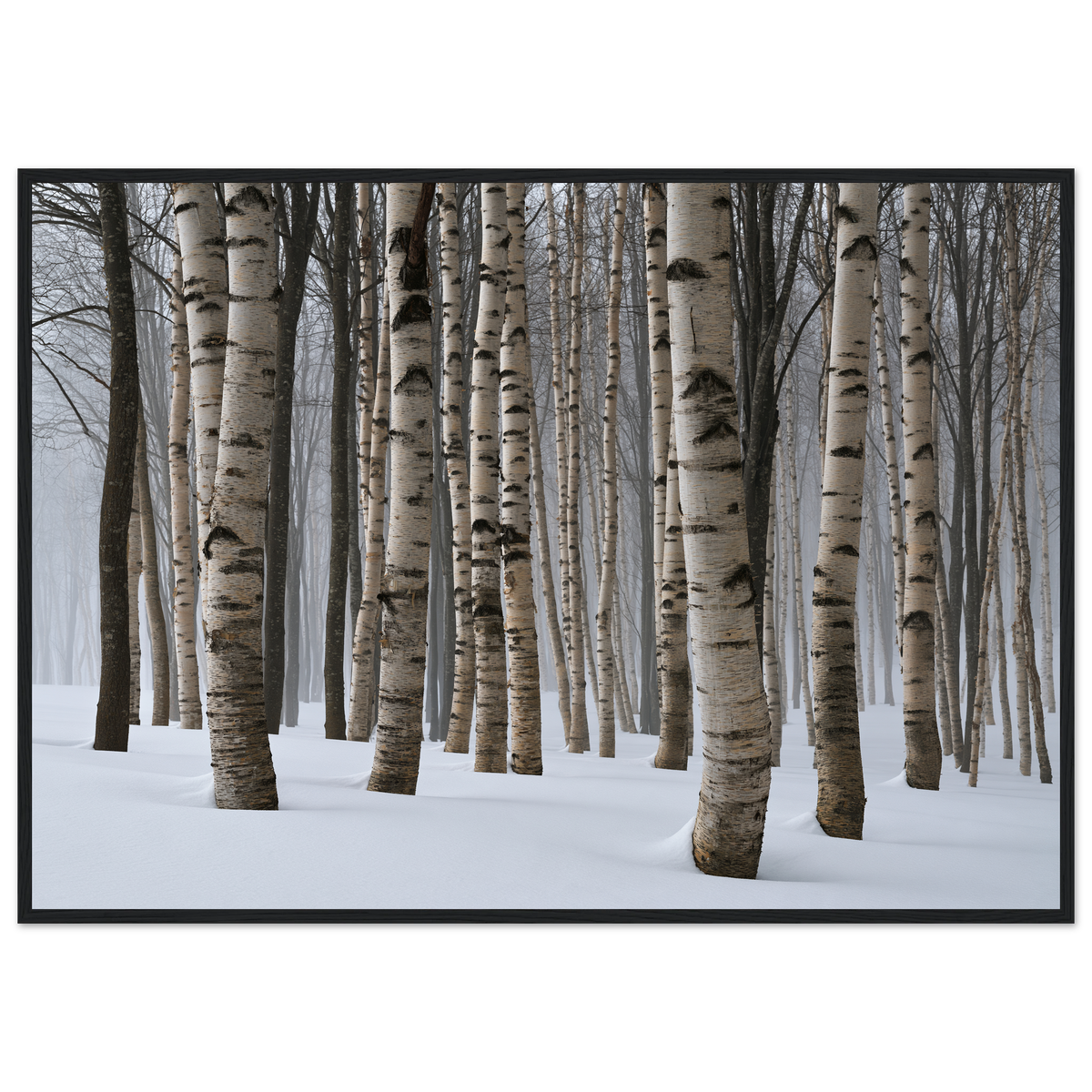 Dense winter birch wood in snow, print in a black frame
