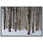 Dense winter birch wood in snow, print in a black frame