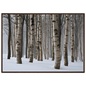 Dense winter birch wood in snow, print in a dark wood frame