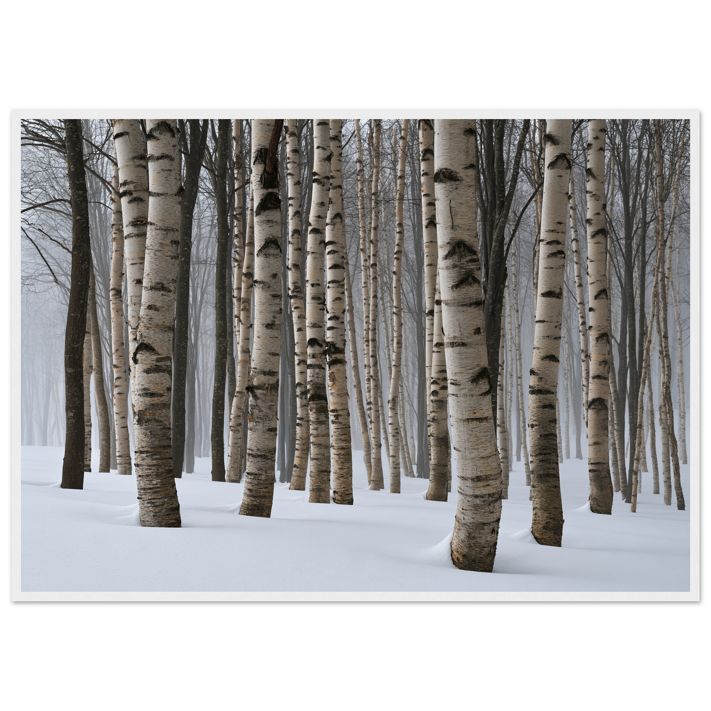 Dense winter birch wood in snow, print in a white frame