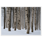 Dense winter birch wood in snow, print in a white frame