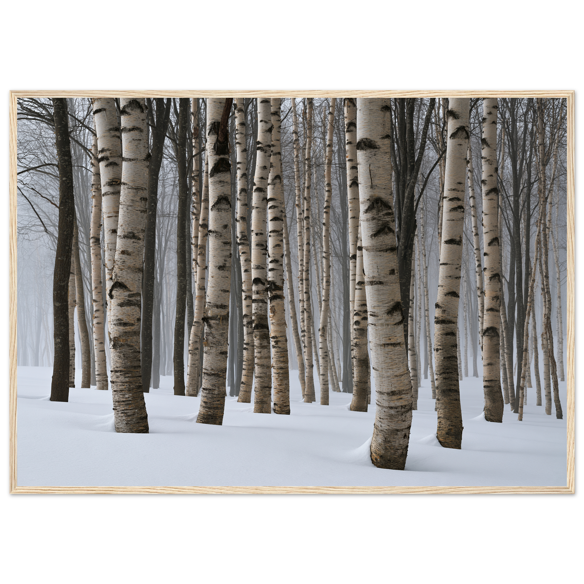 Dense winter birch wood in snow, print in a natural wood frame