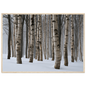 Dense winter birch wood in snow, print in a natural wood frame